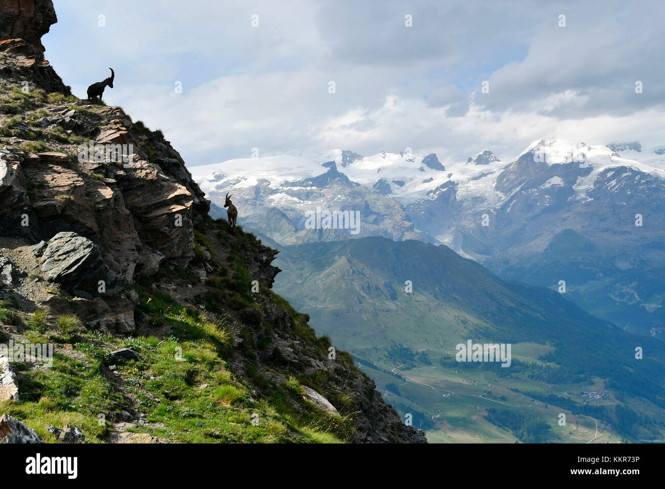 Silhouette Steinböcke, Ayas Tal, Aostatal, Italien Stockfoto