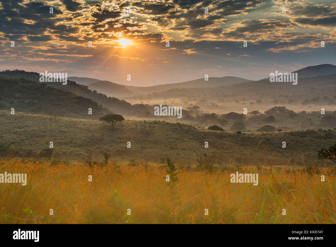 Kwazulu Natal, Hluhluwe iMfolozi Nationalpark. Stockfoto
