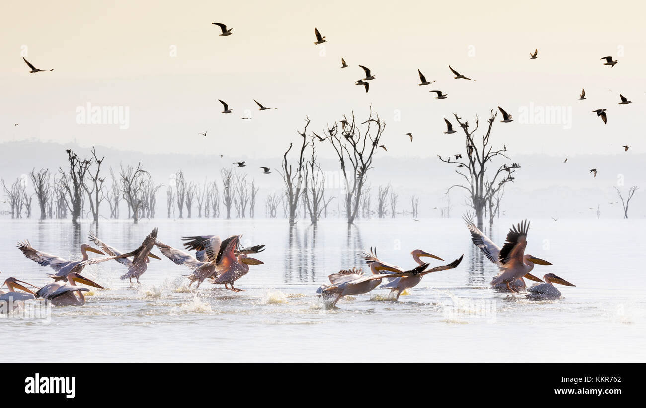 Pelikane am Lake Nakuru, Rift Valley. Stockfoto