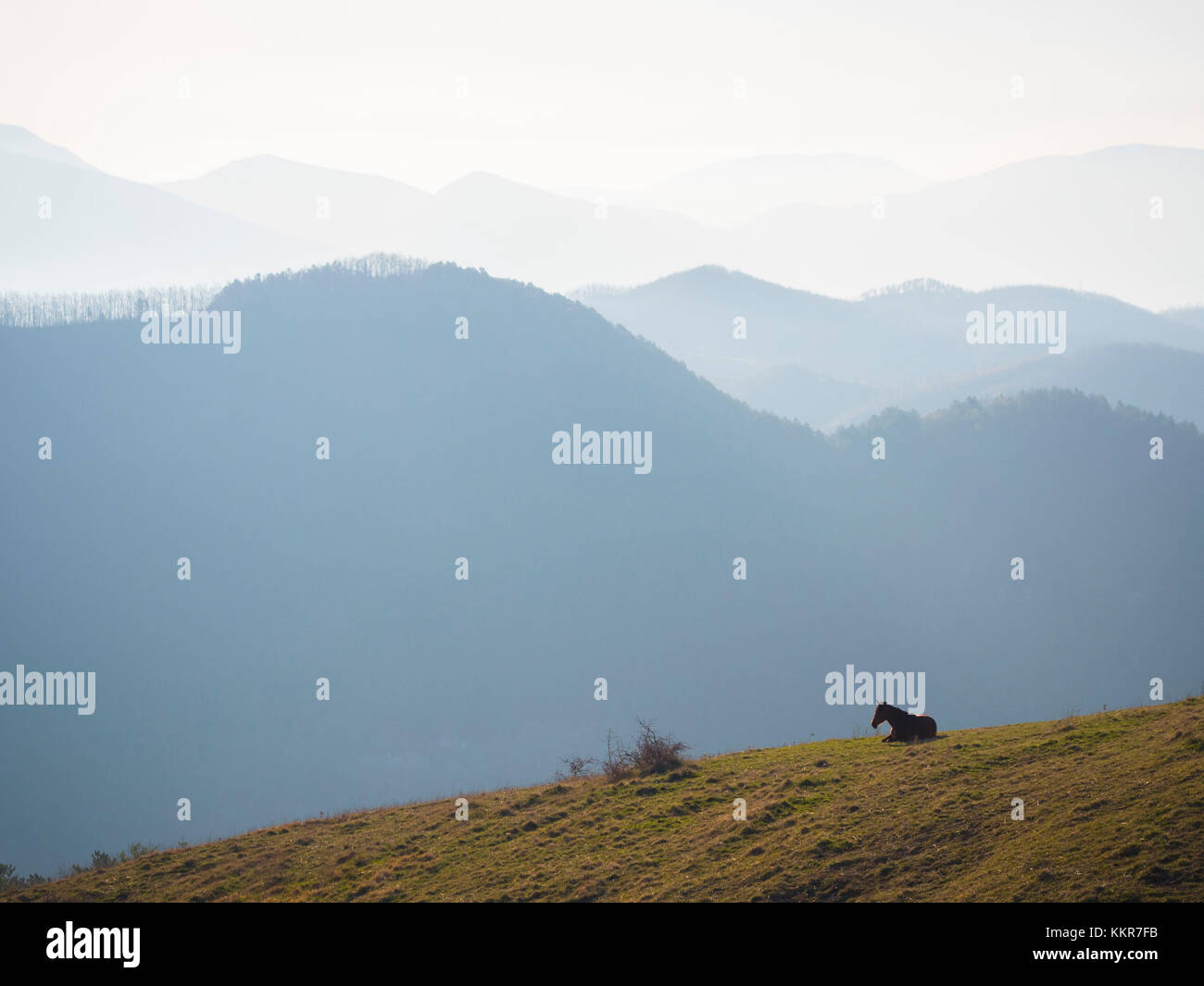 Italien, Umbrien, Apennin, Pferd bei Sonnenaufgang Stockfoto