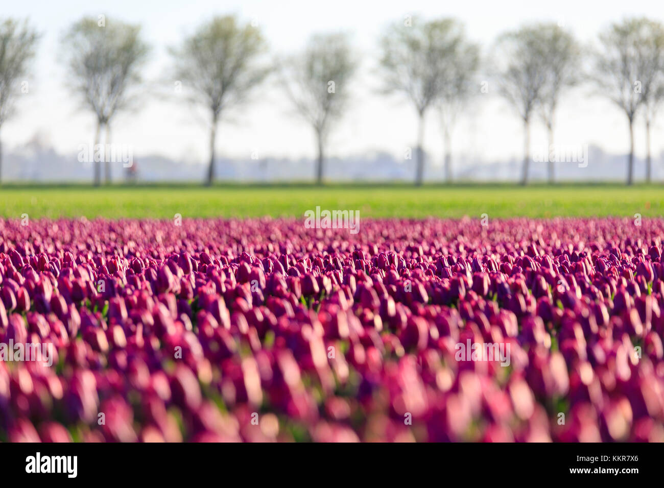 Die bunten Felder der Tulpen in voller Blüte Frames die Bäume in der Landschaft in der Morgendämmerung de Rijp alkmaar Nord Holland Europa Stockfoto