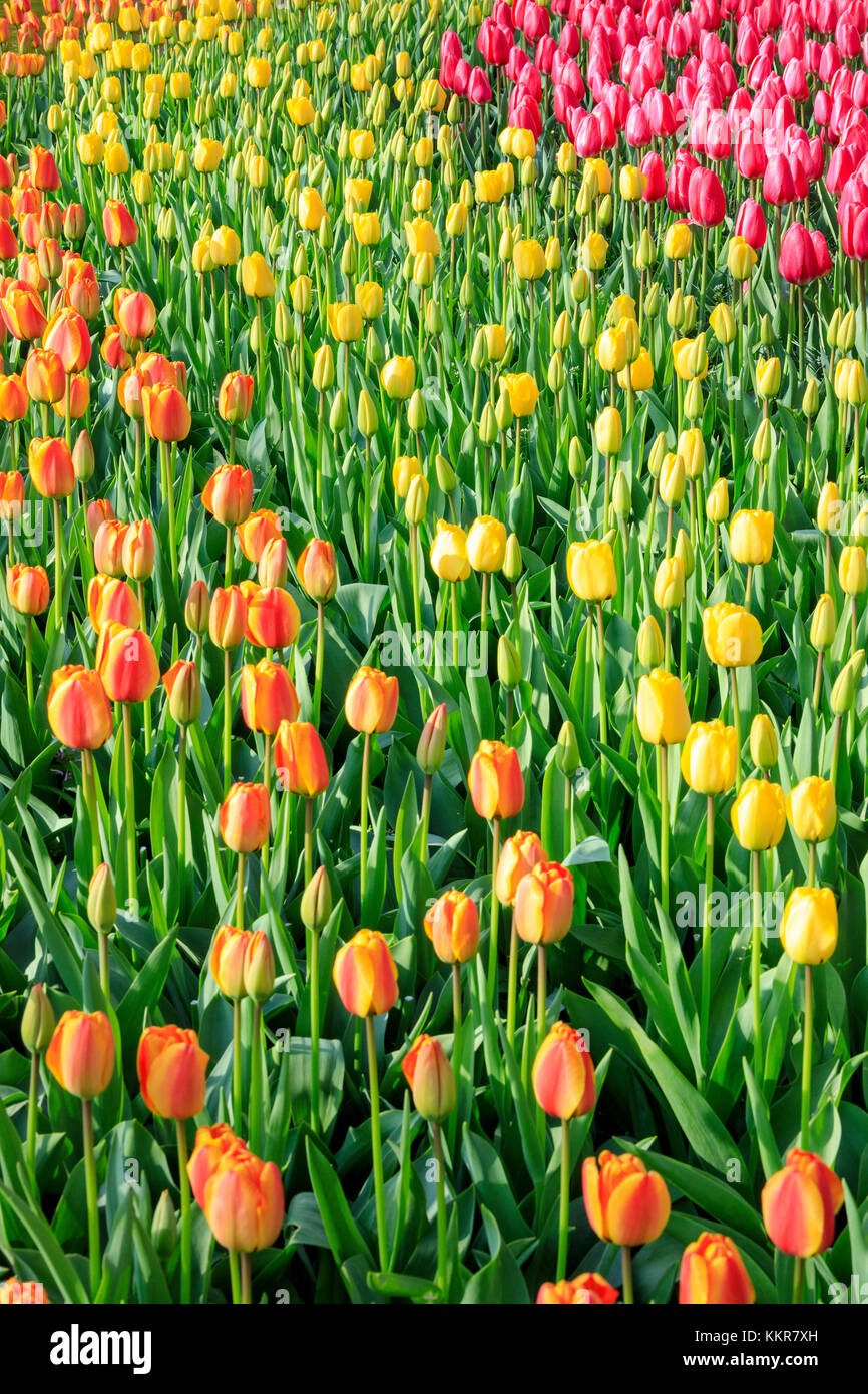 Bunte Tulpen in Blüte am Botanischen Garten Keukenhof Lisse South Holland Niederlande Europa Stockfoto