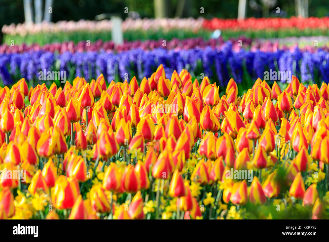 Bunte Tulpen in Blüte am Botanischen Garten Keukenhof Lisse South Holland Niederlande Europa Stockfoto