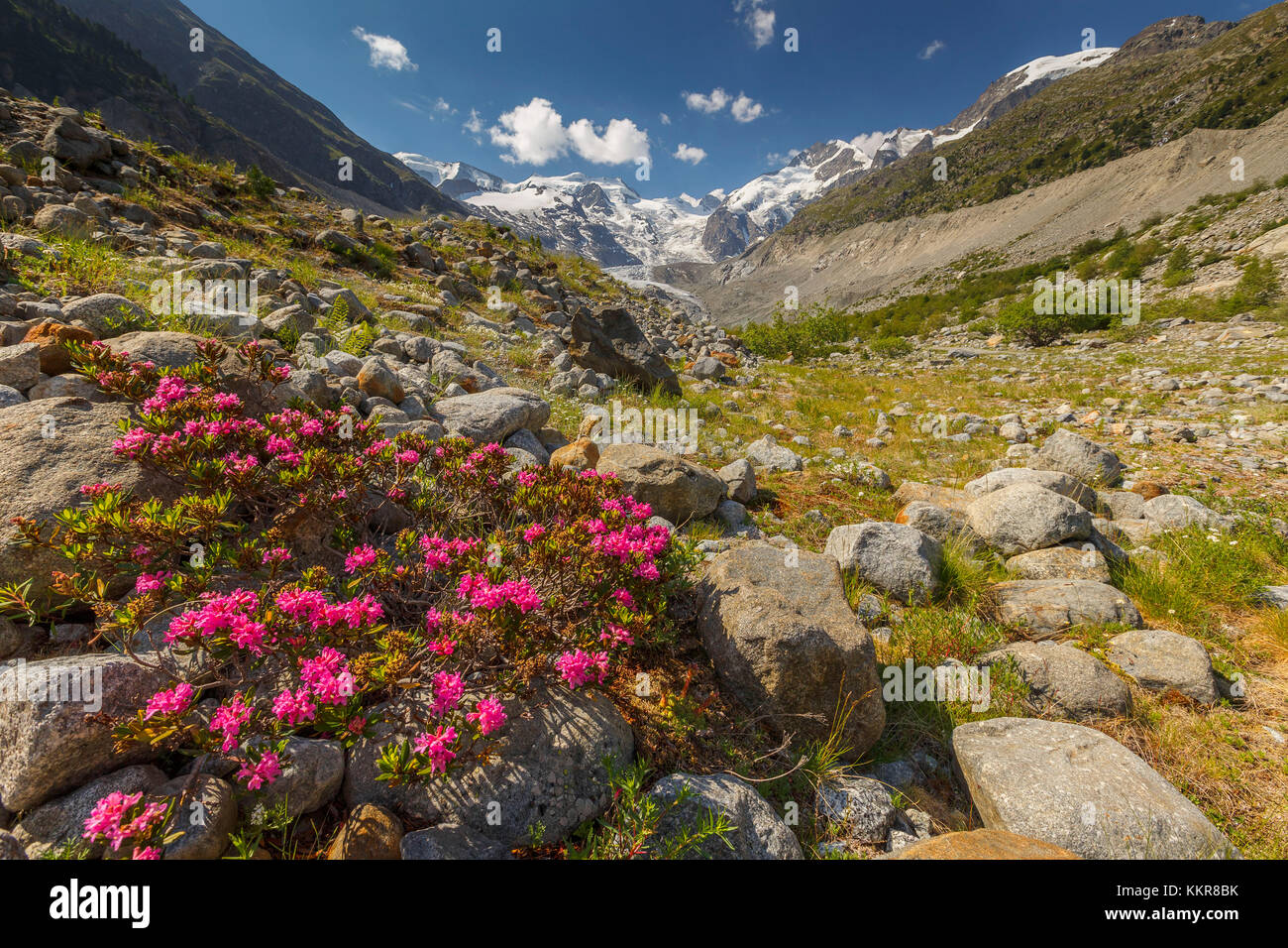 Blühenden Blumen, Morteratsch Gletscher, bernina Gruppe, morteratsch Tal, Engadin, Schweiz, Europa Stockfoto