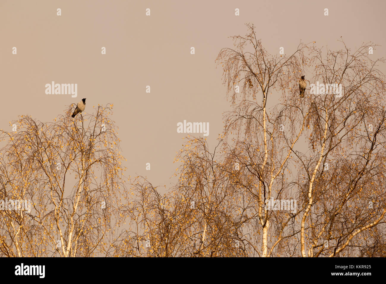 Krähen sitzen auf den Oberseiten der Blattlosen Birken, grauen Himmel Hintergrund Stockfoto