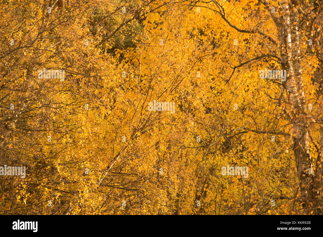 Mellow yellow Landschaft mit Birken mit Herbst Farbe Blätter Stockfoto
