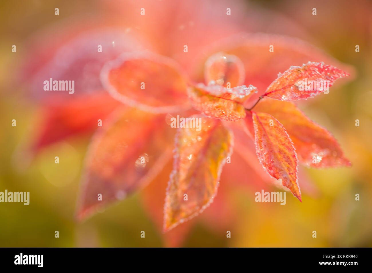 Orange frost Blätter auf natürlichen Hintergrund, helle Farbe Stockfoto