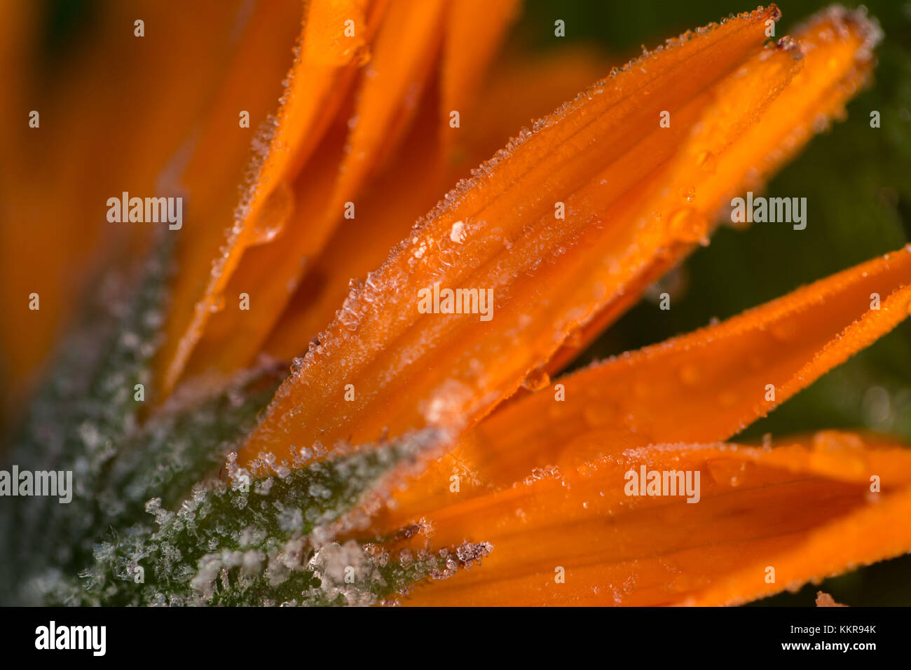 Frost auf Blüten, orange Ringelblume Stockfoto