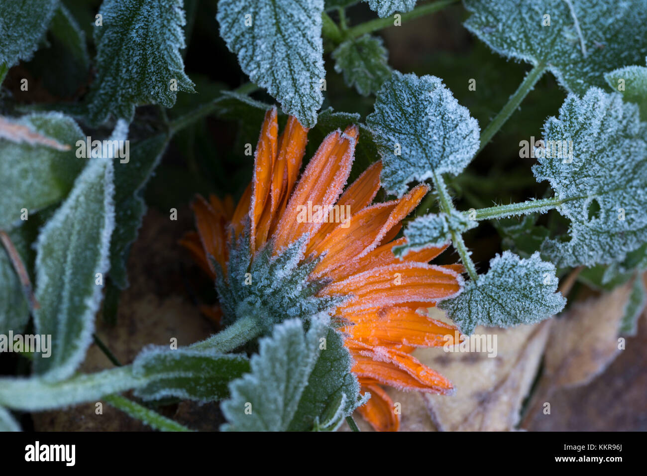 Frozen orange Ringelblume Blüte mit grünen Blättern Stockfoto