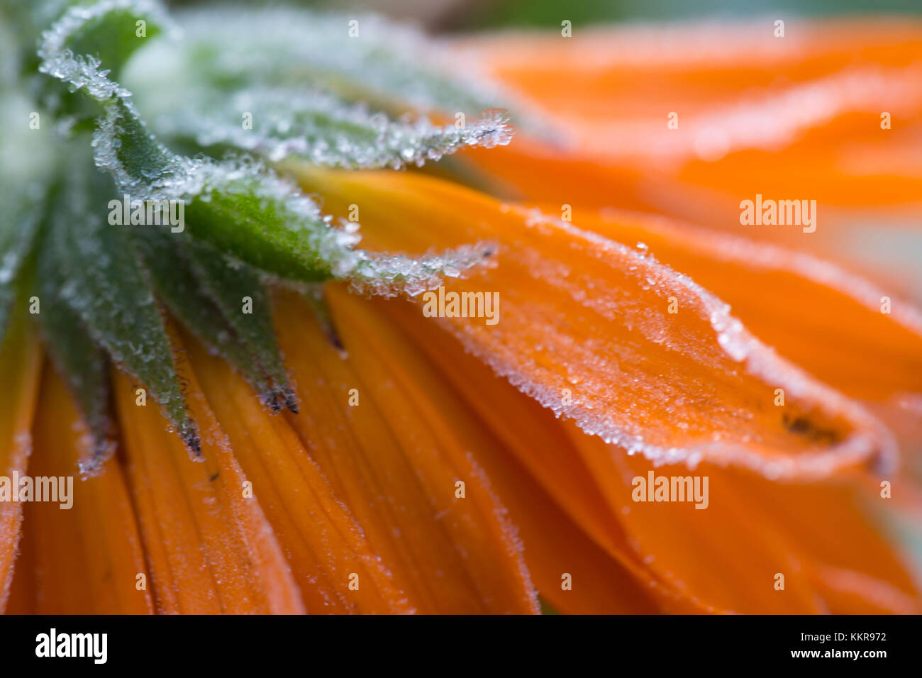 Gefrorenen Blüten, orange Ringelblume Stockfoto