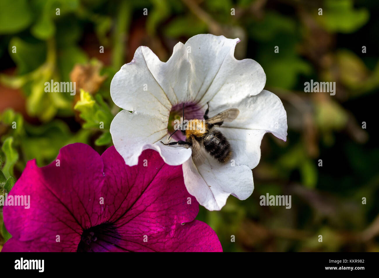 Eine Biene auf einer Blume Garten Stockfoto