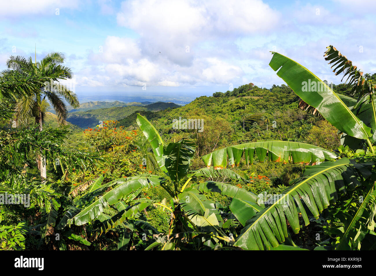Landxcape mit Palmen und Bananenpalmen in Kuba, der größten Insel der Karibik, mit einer Fläche von 109,884 Quadratkilometern und der zweitbevölkerungsreichsten nach Hispaniola, mit über 11 Millionen Einwohnern. Stockfoto