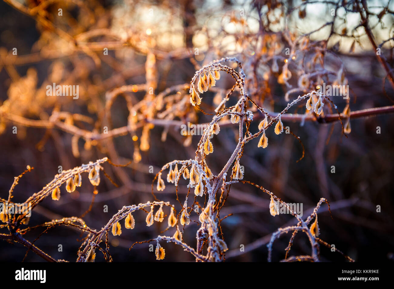 Ostfriesland oder Ostfriesland ist eine Küstenregion im Nordwesten des deutschen Bundeslandes Niedersachsen. Es ist der mittlere Abschnitt der Frisia zwischen West Friesland in den Niederlanden und in Nordfriesland in Schleswig-Holstein. Es sind 465.000 Menschen leben in einem Gebiet von 3,144.26 Quadratkilometern. Stockfoto