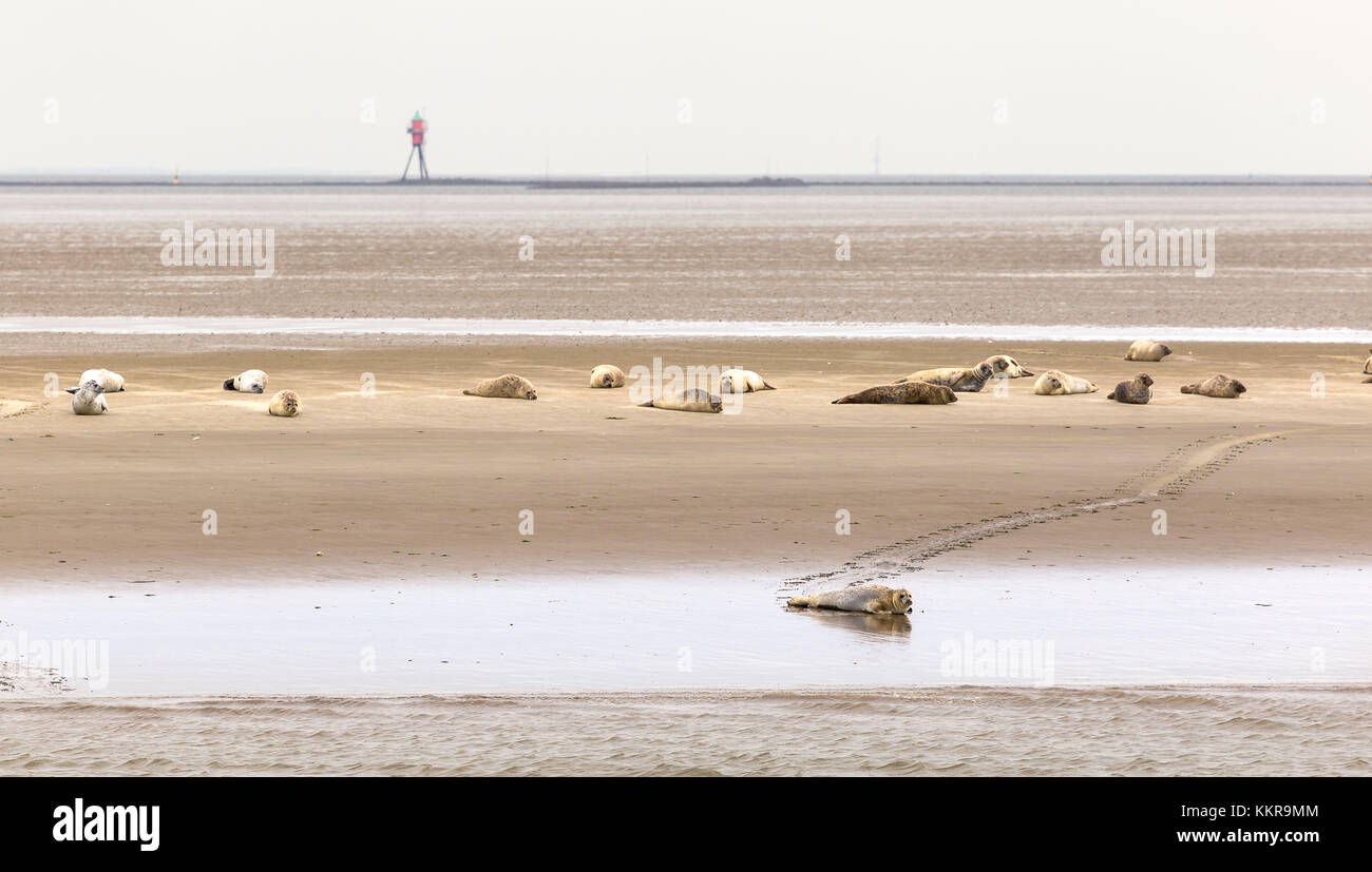 Seehunde auf der Sandbank robbenplate in der deutschen aussenweser Stockfoto