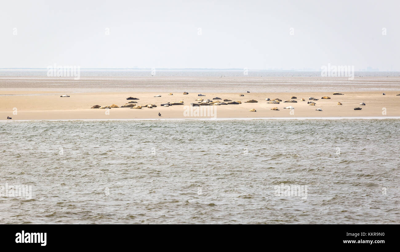 Seehunde auf der Sandbank Tegeler Plate in der deutschen aussenweser Stockfoto