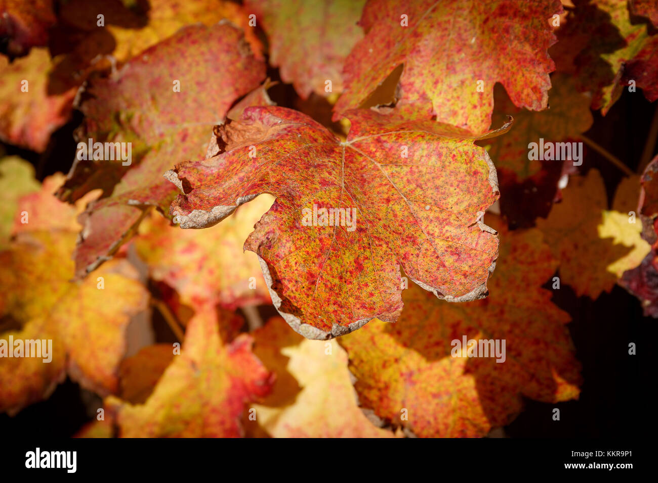Blätter von einem Weinstock in herbstlichen Farben Stockfoto