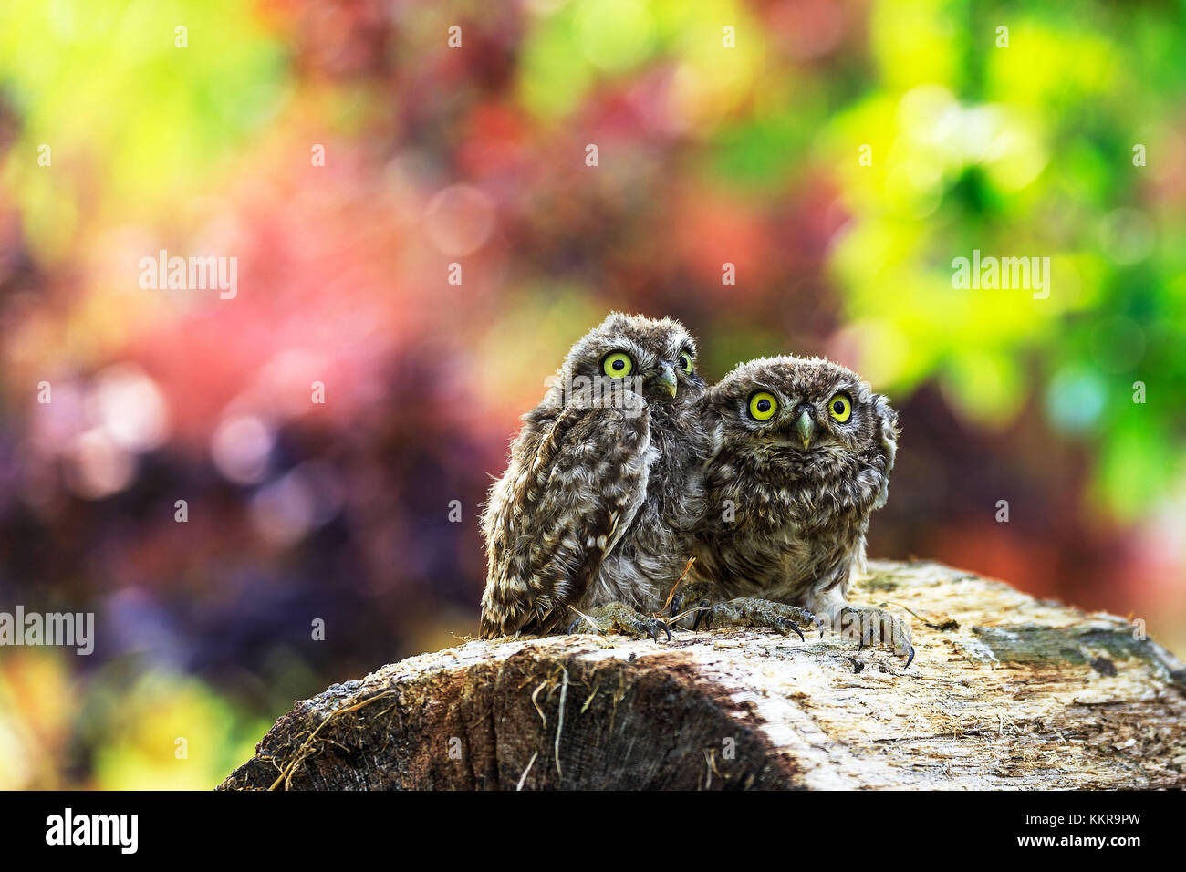 Steinkauz (Athene Noctua) in Norddeutschland Stockfoto