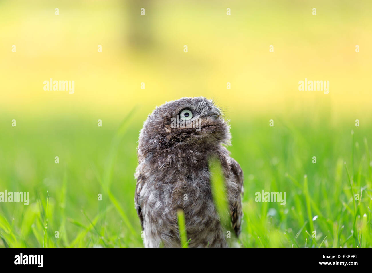Steinkauz (Athene Noctua) in Norddeutschland Stockfoto