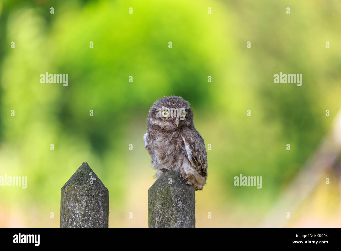 Steinkauz (Athene Noctua) in Norddeutschland Stockfoto
