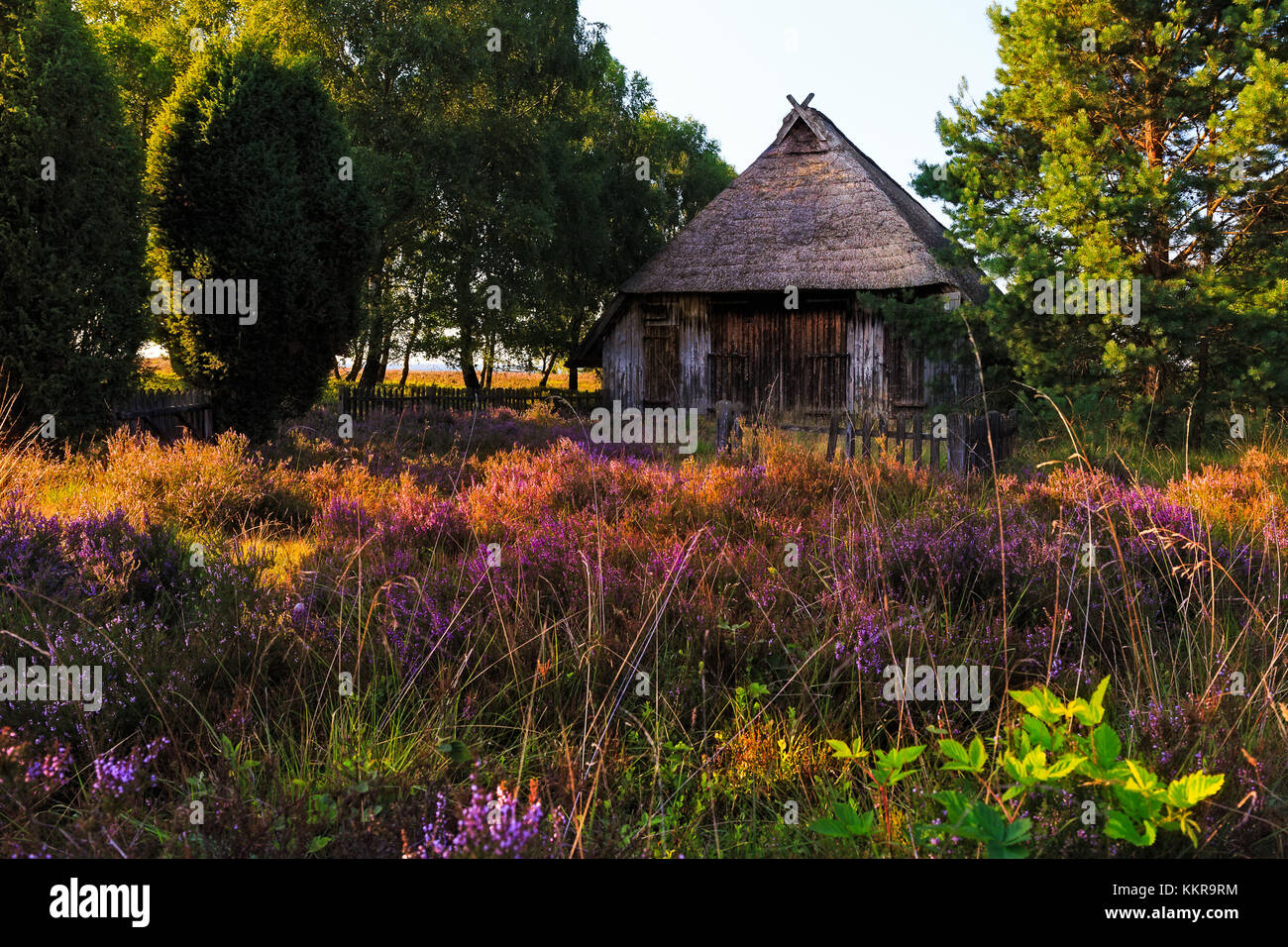 Lüneburg Heath ist ein großes Gebiet der Heide, Geest und Wald im nordöstlichen Teil des Landes Niedersachsen in Norddeutschland. Stockfoto