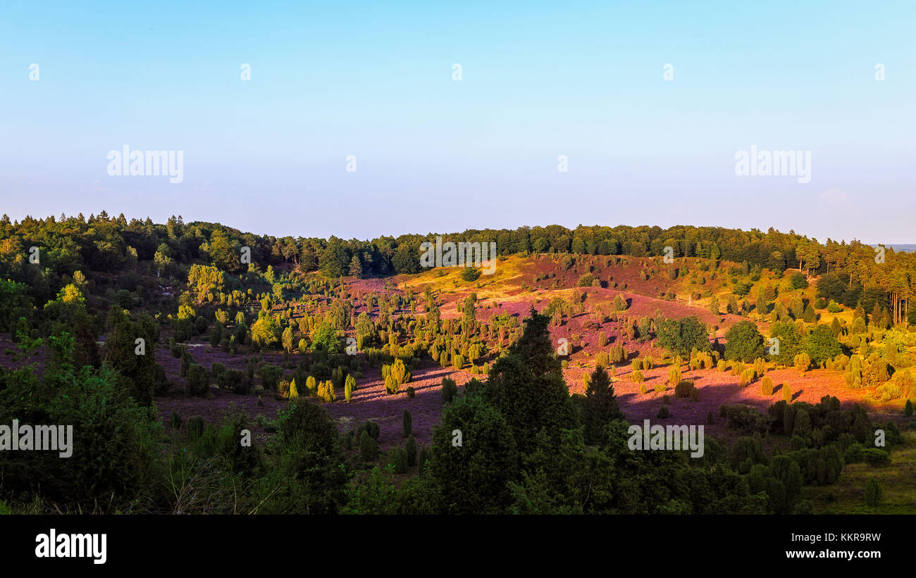 Lüneburg Heath ist ein großes Gebiet der Heide, Geest und Wald im nordöstlichen Teil des Landes Niedersachsen in Norddeutschland. Stockfoto