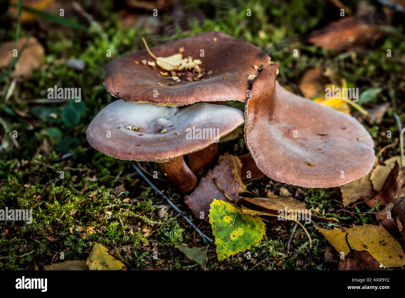 Pilze in den herbstlichen Wald in Ostfriesland Stockfoto