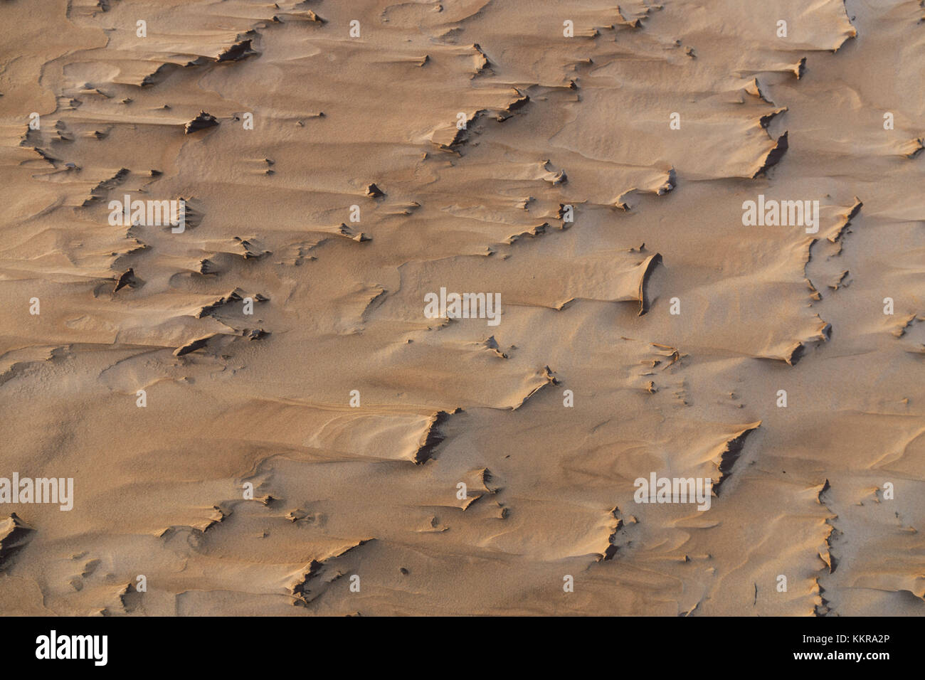 Sandverwehungen auf den Dünen in der Nähe von lonstrup am Leuchtturm Rubjerg Knude Stockfoto