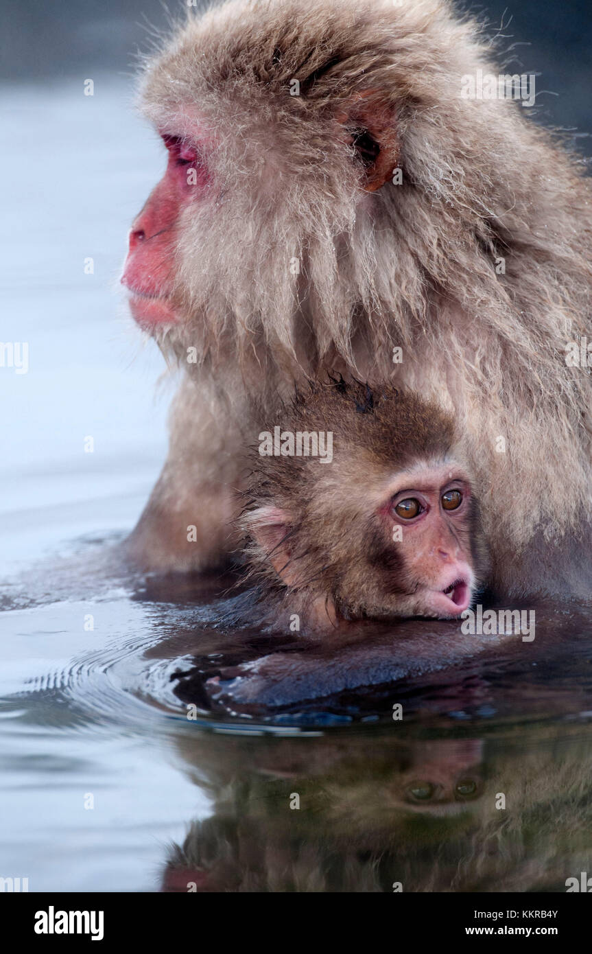 Japanischen Makaken oder Schnee japanischen Affen, Baby und Mama im Onsen (Macaca Fuscata), Japan Stockfoto