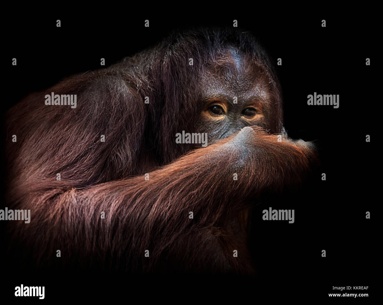 Orang-utan auf Schwarz, Porträt Stockfoto