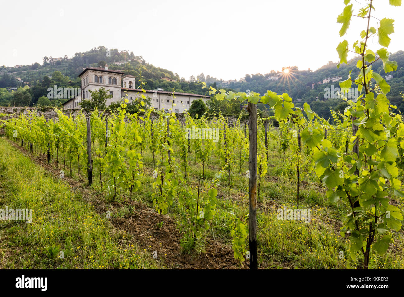 Sonnenaufgang auf dem alten Kloster von astino longuelo von Weinbergen, Provinz Bergamo, Lombardei, Italien, Europa Stockfoto