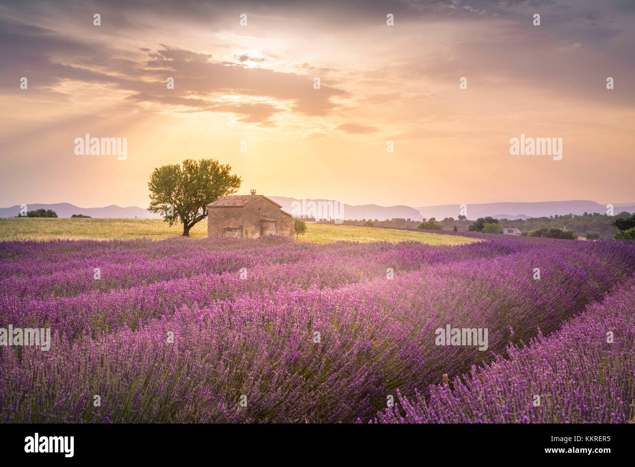 Einsames Haus, umgeben von Lavendel Felder in der Nähe von valensole, Provence, Frankreich Stockfoto