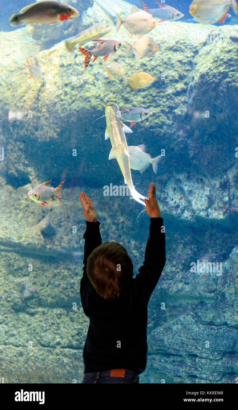 Kind schaut auf Fische durch das Glasfenster, das Aquarium von den bla Planet, Kastrup, Kopenhagen, Dänemark Stockfoto