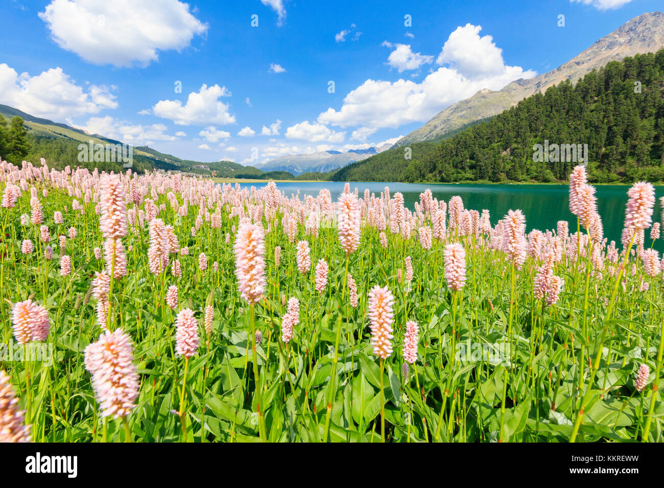 Frühjahrsblüte von Persicaria bistorta in Lej da Champfèr, St Moritz, Graubünden, Engadin, Schweiz, Europa Stockfoto