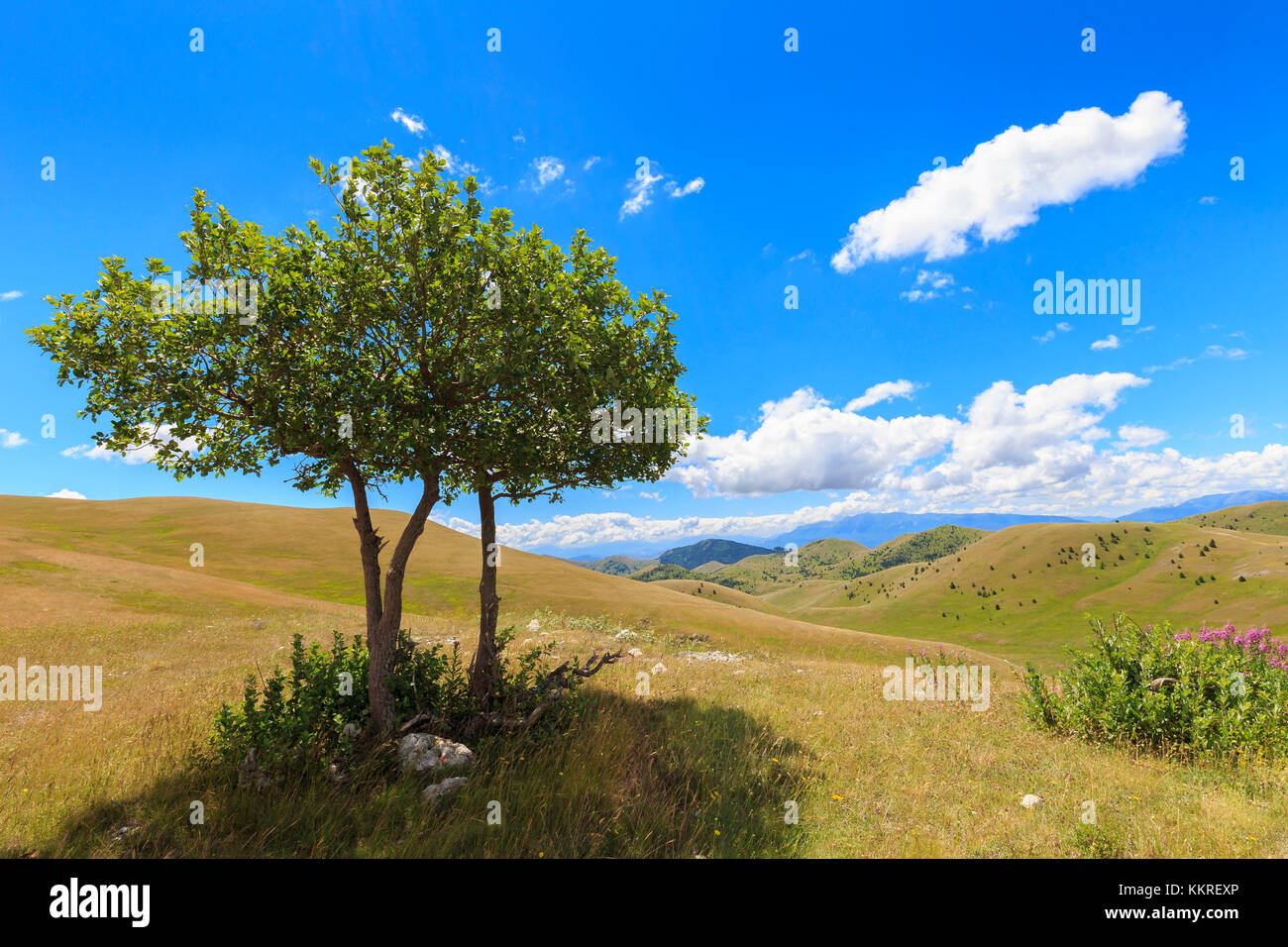 Einsamer Baum auf der Hochebene des Campo Imperatore, Abruzzen, Italien. Stockfoto