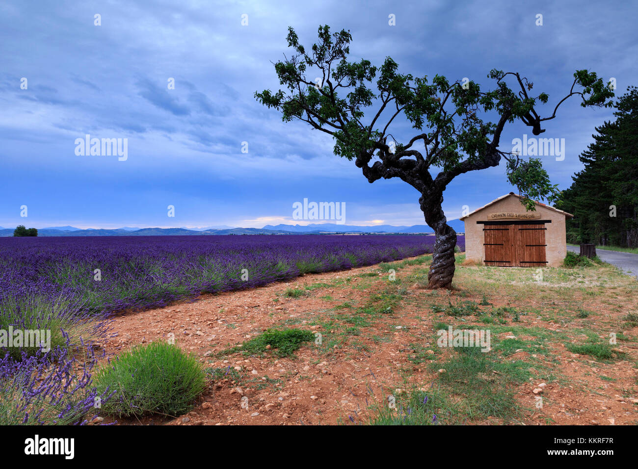 Cabanon Les Lavandins, einem kleinen Haus neben einem Lavendel wiese feld in der Provence, Frankreich Stockfoto