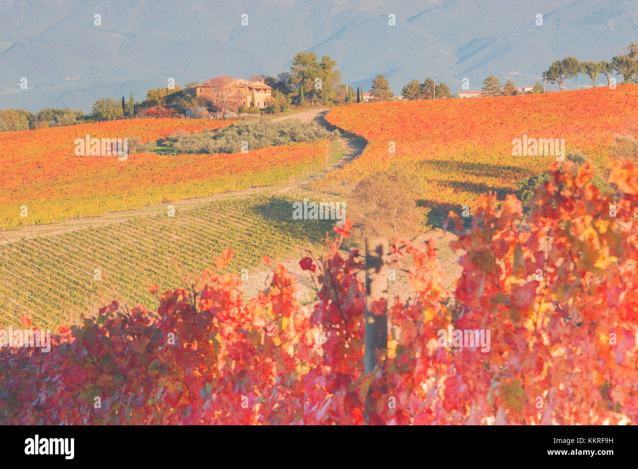 Europa, Italien, Umbrien, Perugia, Montefalco. Weinberge im Herbst Stockfoto