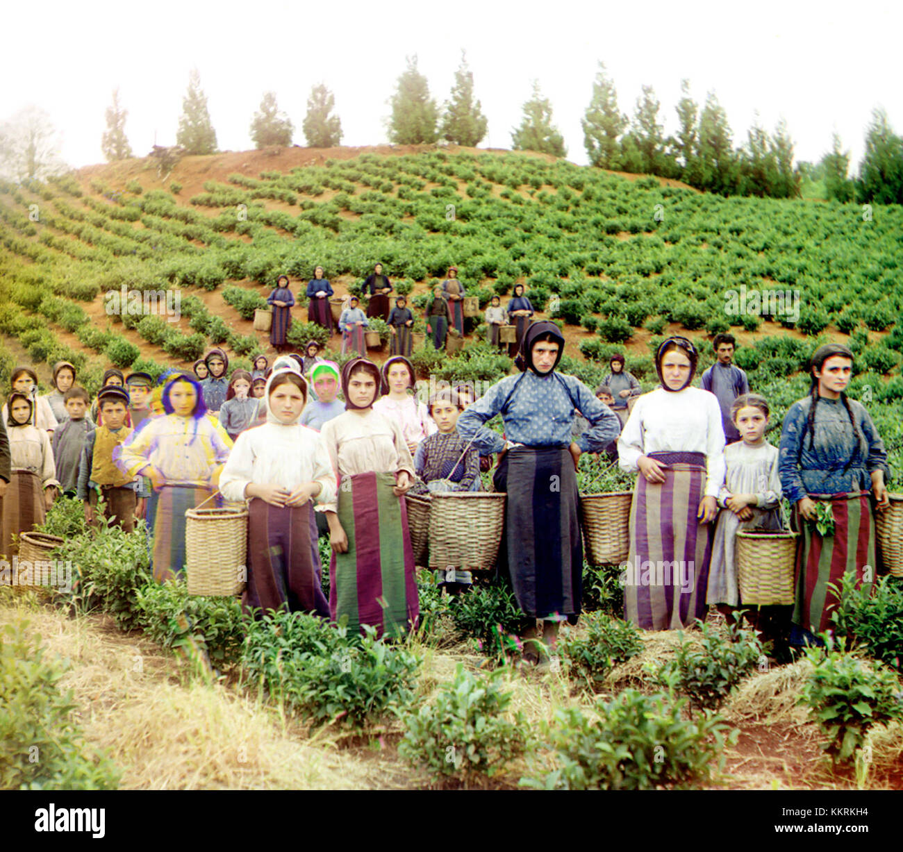Dieses historische Foto von Prokudin-Gorsky zeigt eine Gruppe von Arbeitern, die in der Region Chakva in Georgien Tee ernten. Das Foto fängt einen wichtigen Moment in der landwirtschaftlichen Geschichte der Region ein. Stockfoto