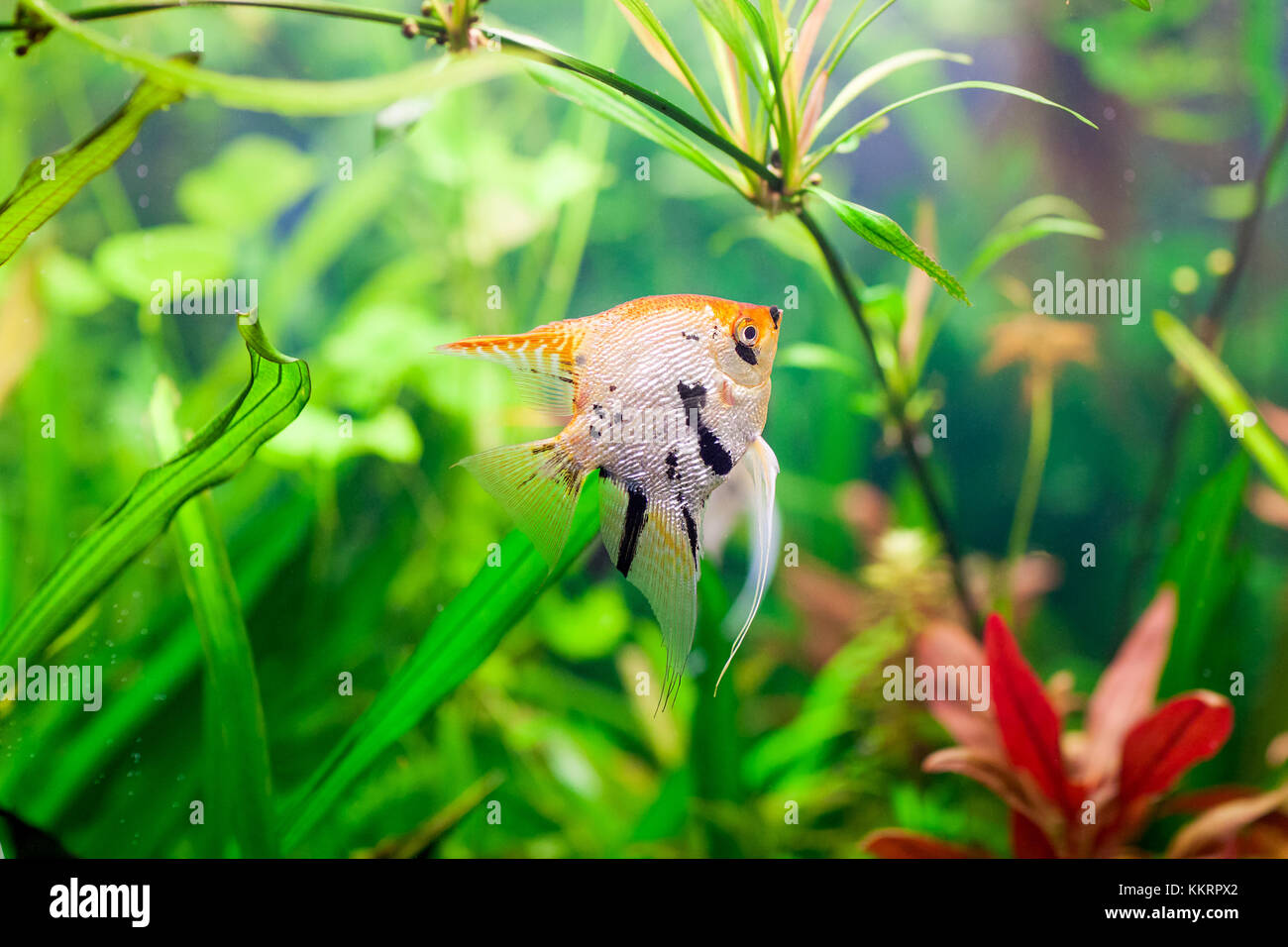 Eine schöne grüne gepflanzt tropische Süßwasser-Aquarium mit Fischen Pterophyllum scalare Stockfoto