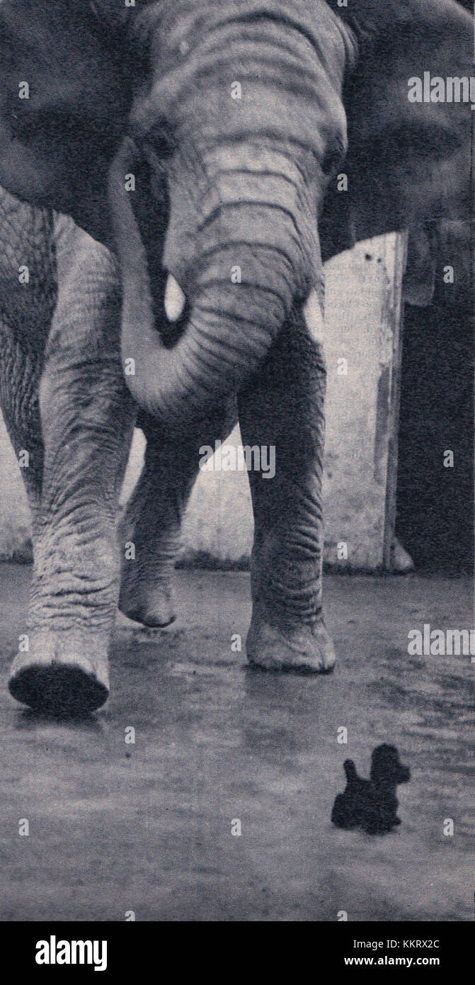 Elefant und Kleintiere 1 Stockfoto