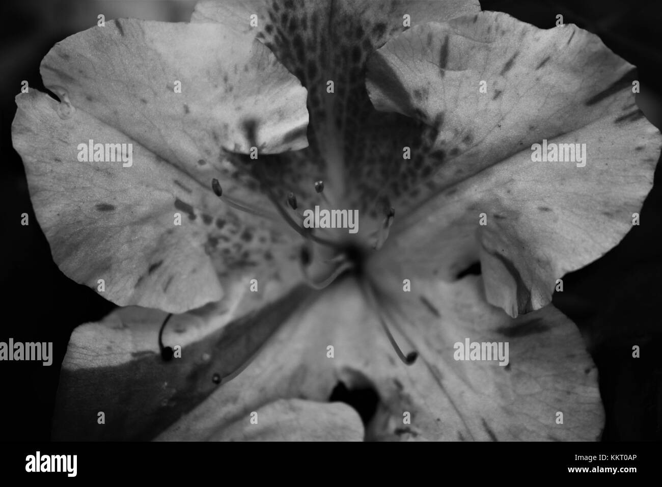 Eine schwarze und weiße Nahaufnahme einer Blüte Stockfoto