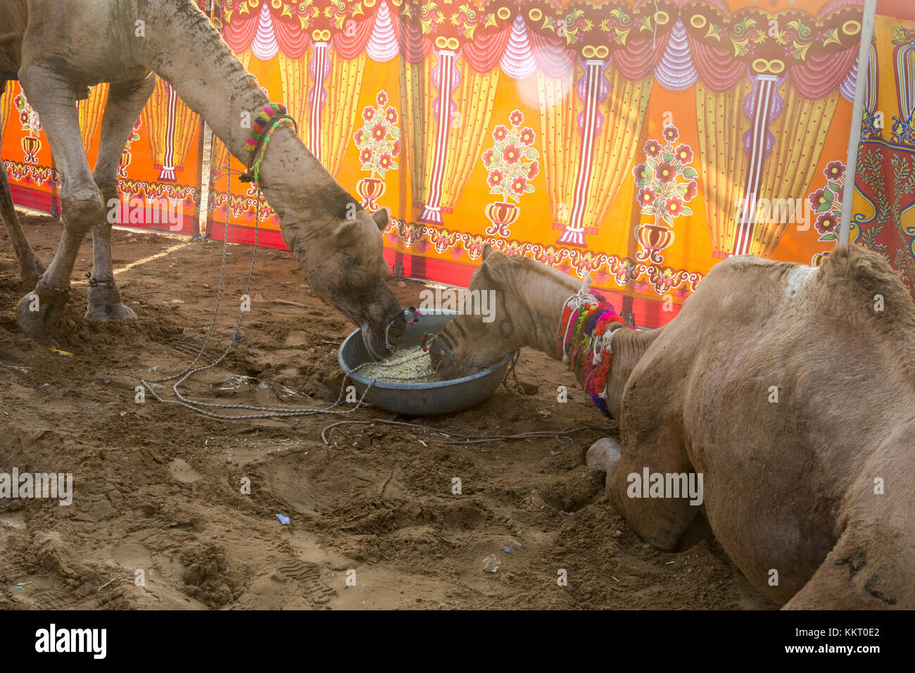 Zwei Kamele Essen aus derselben Schüssel am Pushkar camel Festival, Pushkar, Rajasthan, Indien Stockfoto