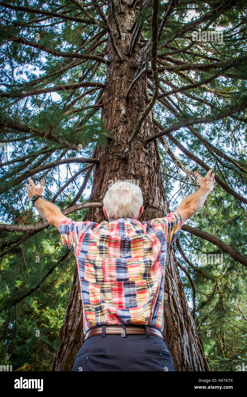 Ein grauhaariger Mann, der seine Hände auf dem Weg zu einem großen Baum, als ob ungefähr zu umarmen oder den Baum umarmen. Stockfoto