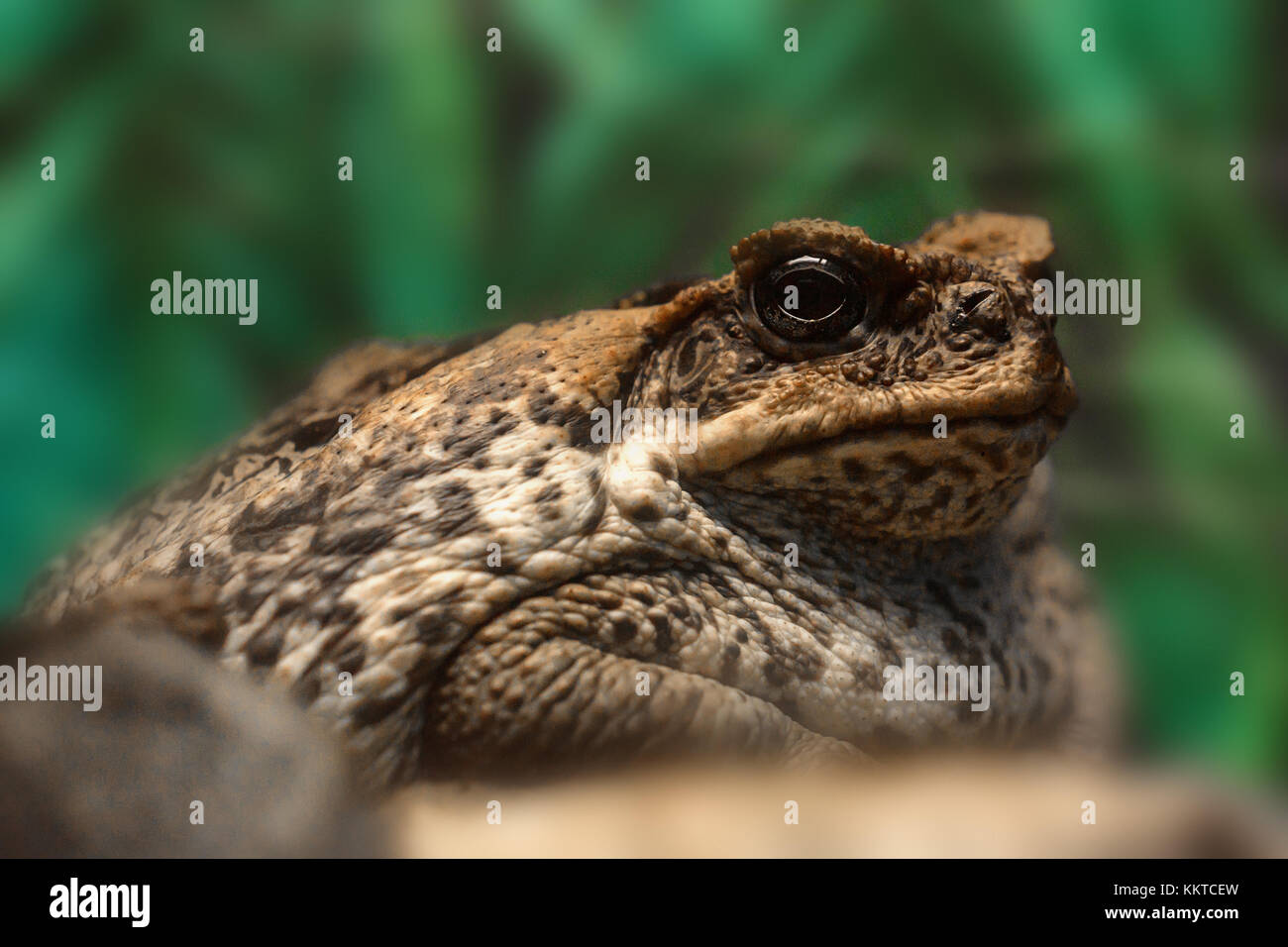 Cane toad oder rhinella Marina in der Nähe Stockfoto