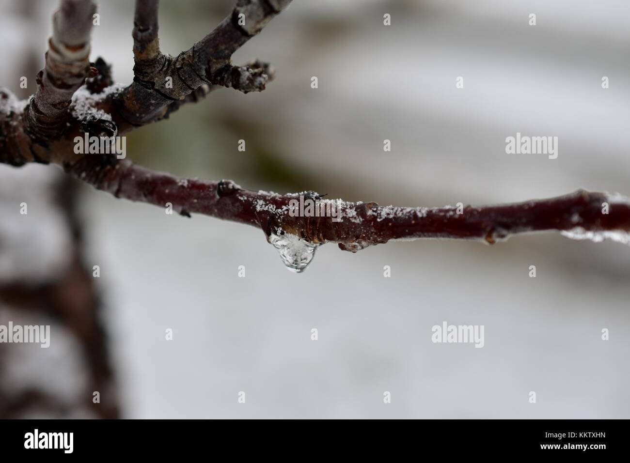 Eis hängen auf einem Zweig am November 21, 2017 um 12:57 Uhr. Stockfoto