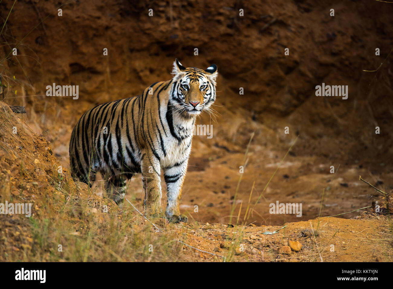 Eine Bengal Tiger von Bandhavgarh Nationalpark, Indien Stockfoto