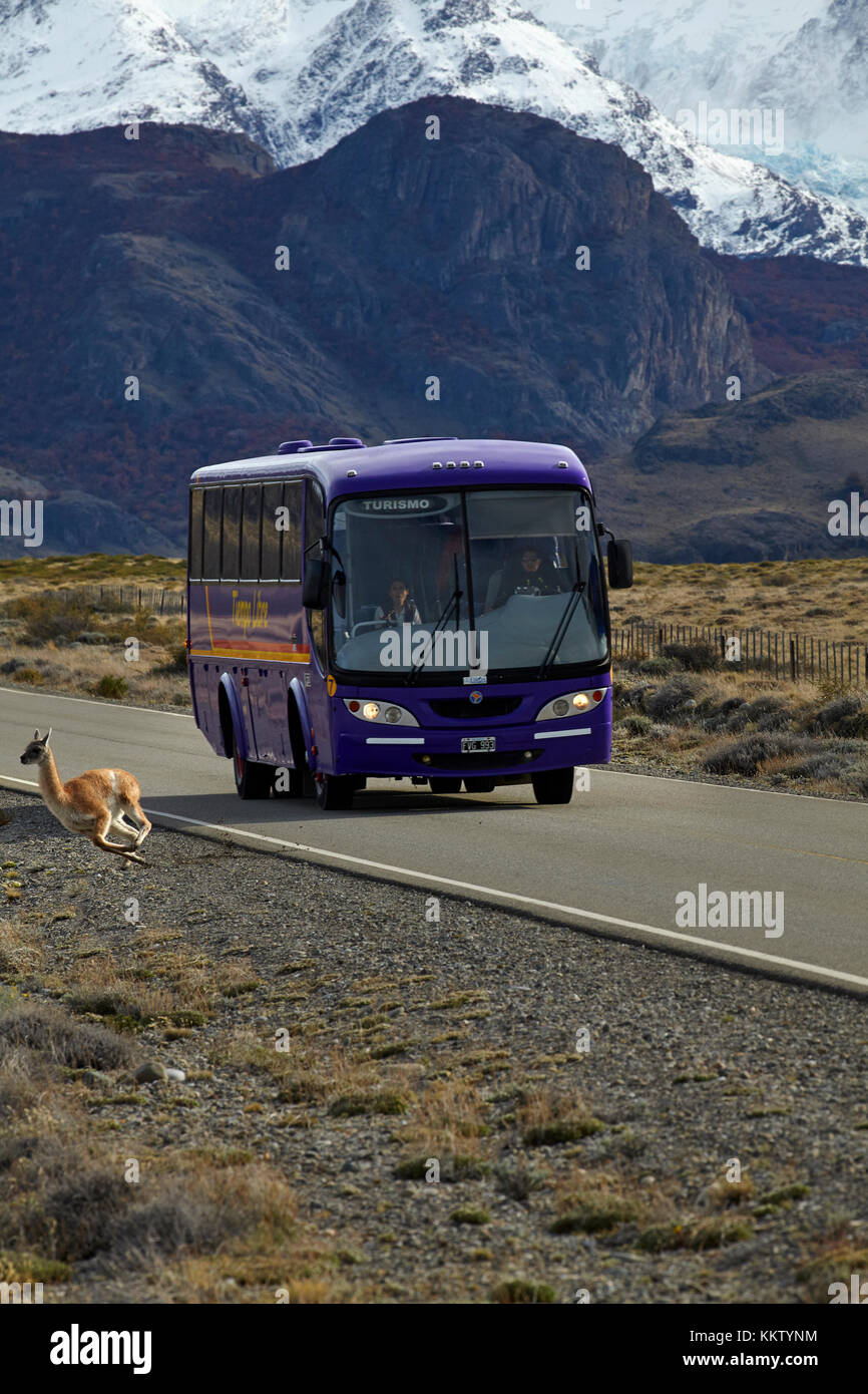 Guanaco läuft von Bus auf der Straße von El Chalten, Patagonien, Argentinien, Südamerika Stockfoto