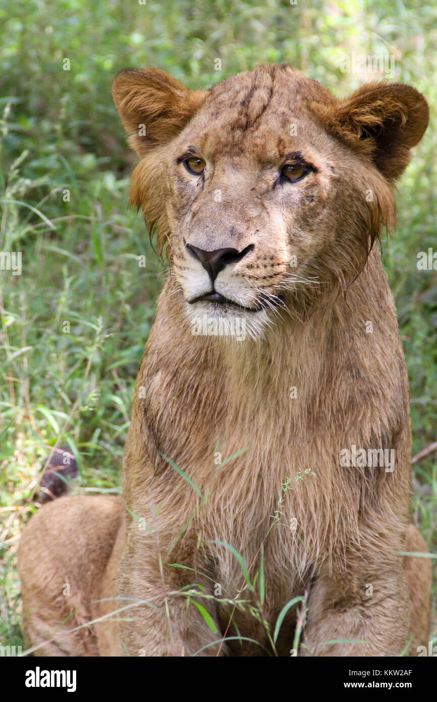 Junge Löwen nach dem frühen Morgen Regen, Serengeti National Park, Tansania Stockfoto