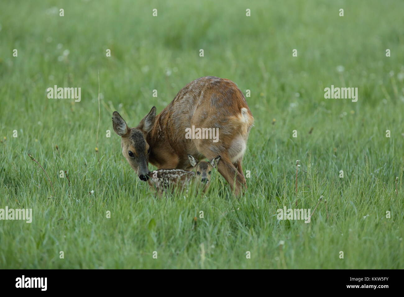 Neugeborenes Rehkitz mit Mutter, die im grünen Gras steht Stockfoto