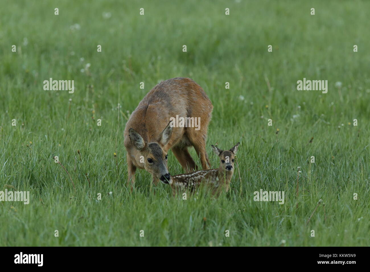 Neugeborenes Rehkitz mit Mutter, die im grünen Gras steht Stockfoto