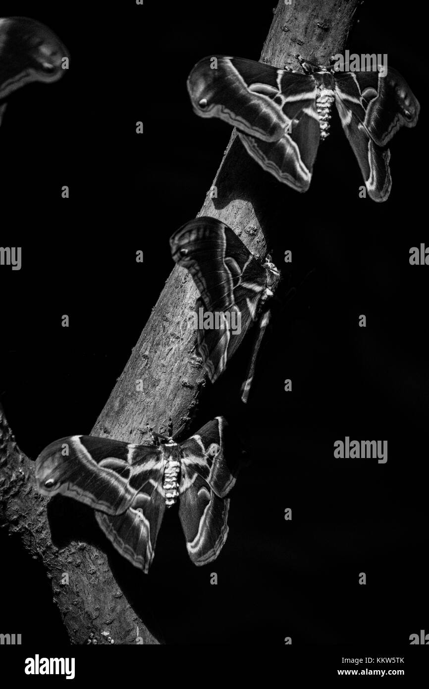 Ein Trio von Motten hängend an einer Niederlassung in Schwarz und Weiß Stockfoto